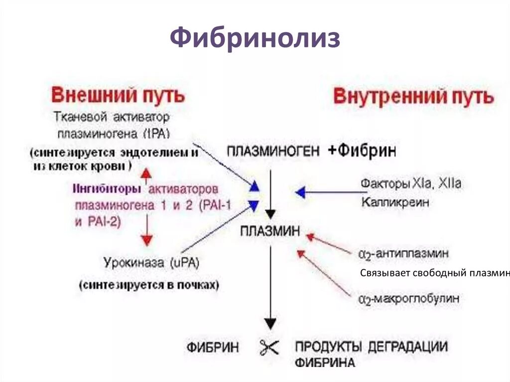 Система гемостаза фибринолиз. Механизмы активации фибринолиза. Схема фибринолиза биохимия. Этапы фибринолиза схема. Внутренний распад