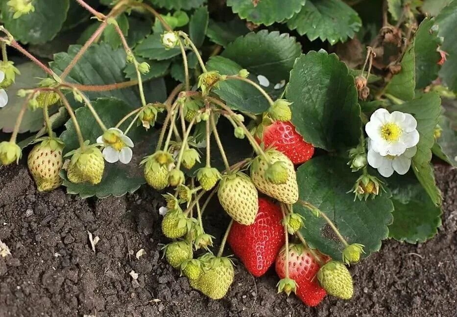 Земляника появилась. Земляника зелёная. Серая гниль на землянике садовой. Земляника под березой. Земляника регина рюген.
