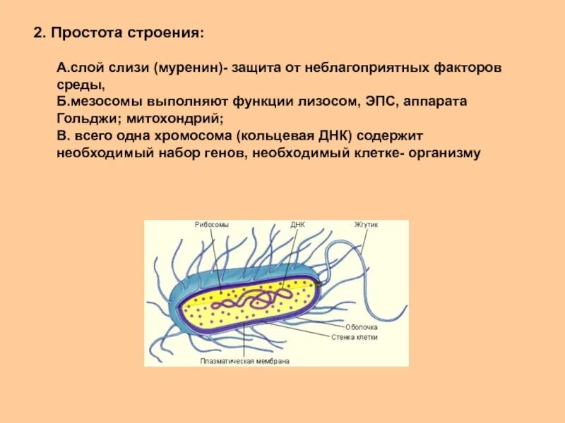 Мезосомы у эукариот. Мезосомы бактерий. мезосомы бактерий функции. мезосомы строение. функции мезосом в бактериальной клетке.
