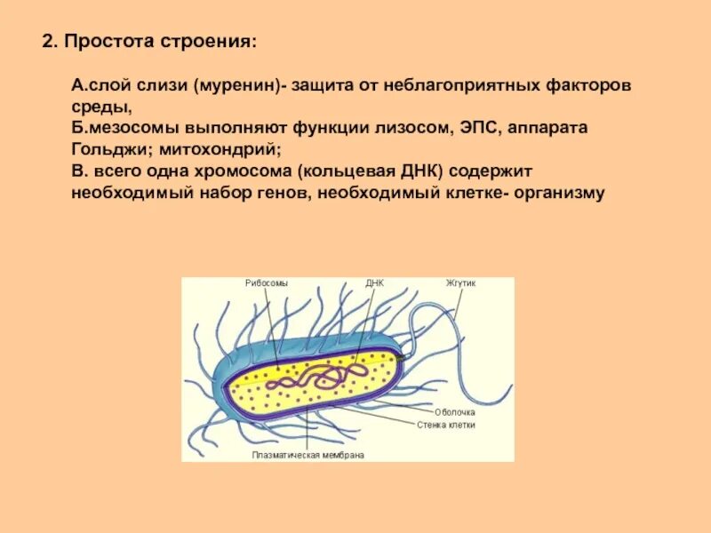 Слизистый слой бактерий. Мезосомы функции прокариот. Мезосомы особенности строения и функции. Мезосома у прокариот функции. Строение и функции мезосом.