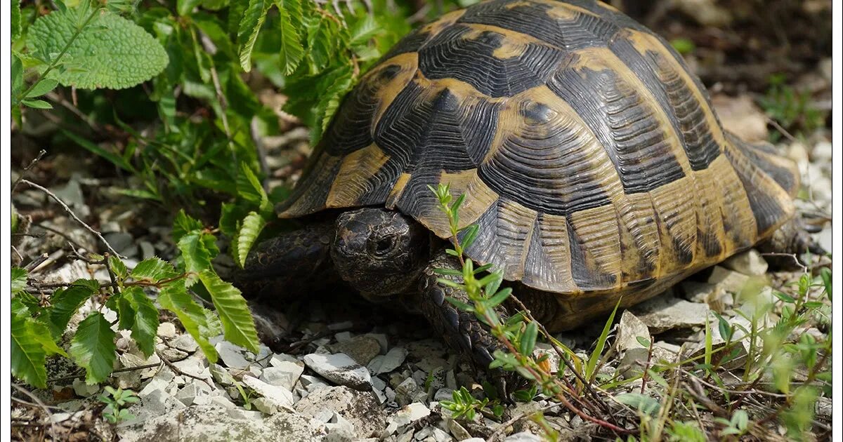 Средиземноморская черепаха описание. Средиземноморская черепаха Testudo Graeca. Средиземноморская черепаха Никольского. Средиземноморская черепаха Никольского Краснодарский край. Средиземноморская сухопутная черепаха Никольского.