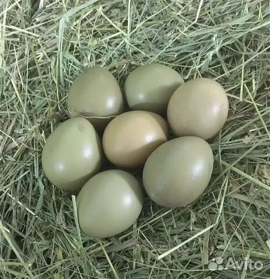 Яйца фазана купить. Яйцо фазана. Непригодные яйца фазанов. Размер яиц фазана голубя куриц. Купить яйца фазана для инкубации.
