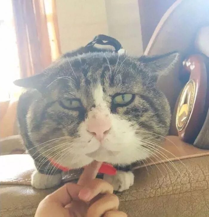 Ай кот. Самый эмоциональный кот. кот айфей. кот ай фей король драмы. драматичный кот.