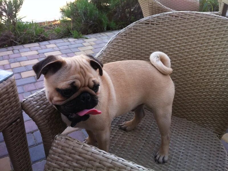 Мопс щенок. Мопс собака мопс. Мопс. Мопс. Мопс 8 кг.