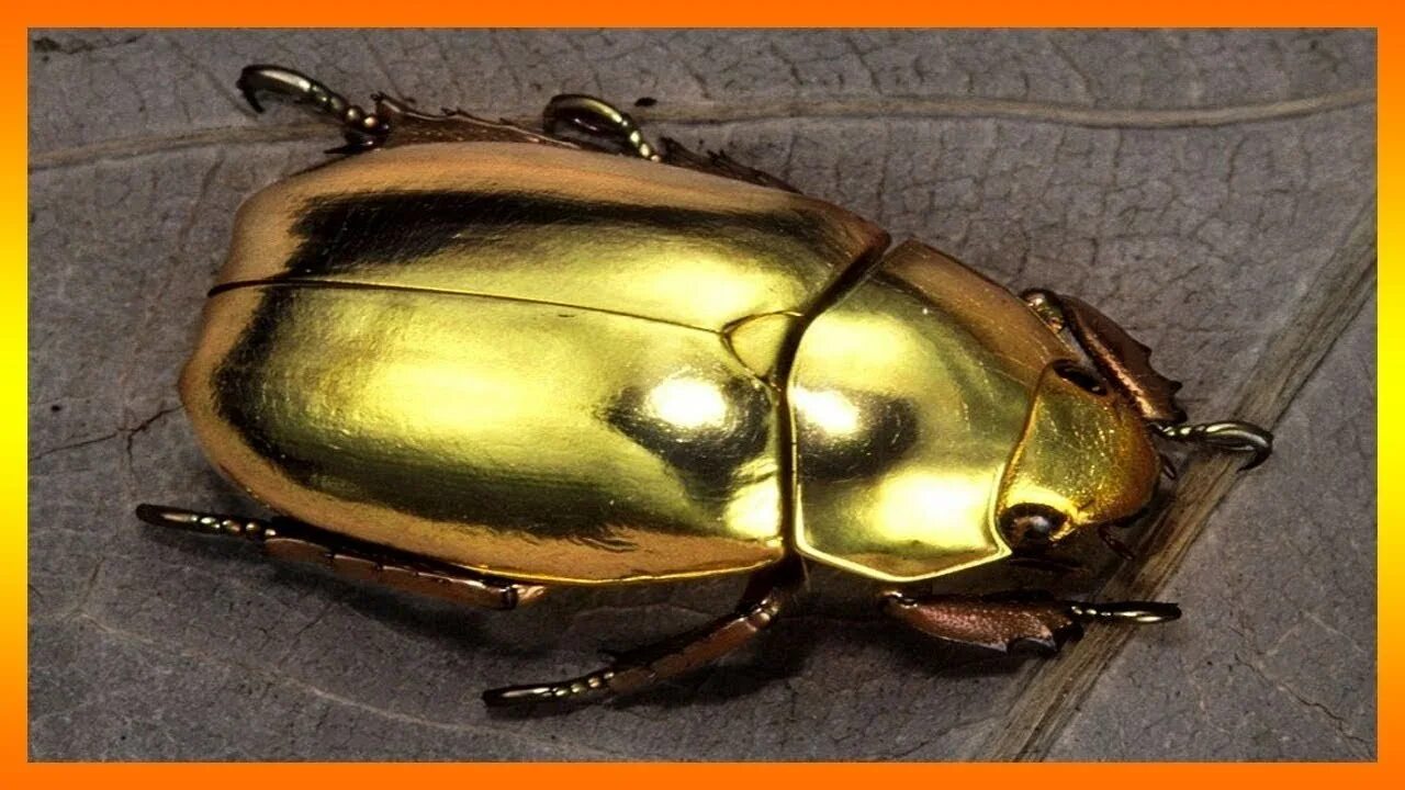 Жук Chrysina resplendens. Жук Египетский скарабей золотой. Скарабей,бронзовка Жук. Жуки скарабеи Майский Жук.