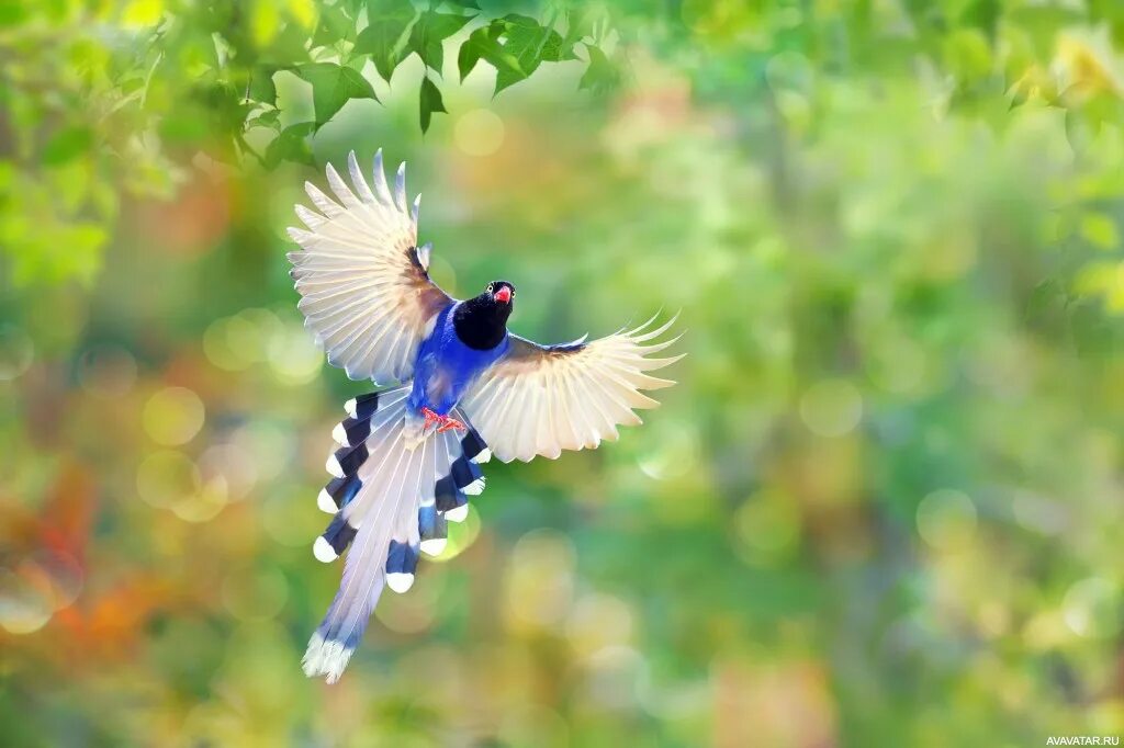 Стих птички прилетели. Птичка ноты. Игра вот летали птички птички невелички. Порхай птичка песня. Ravshaniya azulye.