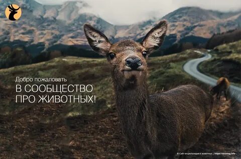 Животный мир европы