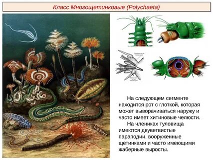 Представители многощетинковых