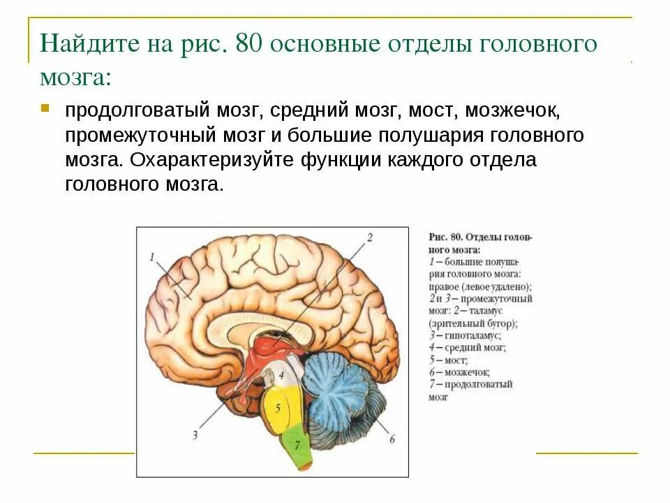 Средний мозг продолговатый мозг промежуточный мозг функции. Строение продолговатый мозг.мост.мозжечок.средний мозг. Отделы головного мозга продолговатый промежуточный. Головной мозг продолговатый мозг мозжечок. Функции продолговатого мозга 8 класс биология