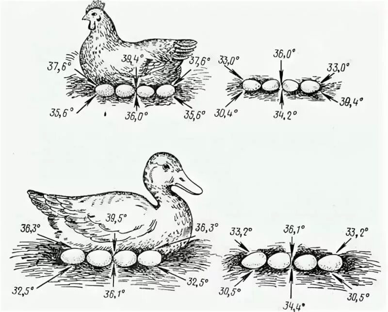 Этапы развития инкубационного яйца утки. Температура тела у курей. Этапы развития утки. Схема развития утки. Температура тела кур