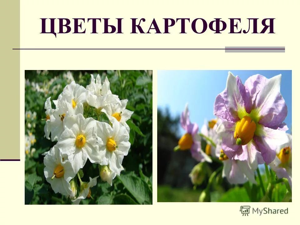 Диаграмма цветка solanum tuberosum. Тип цветка картофеля. Внешний вид паслёновое растение. Строение цветка пасленовых растений формула. Тип цветка картофеля.