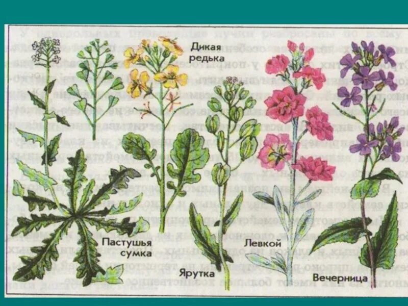 Многообразие семейств. Семейство крестоцветные капустные. Крестоцветные медоносы. Дикорастущие крестоцветные растения. Царство крестоцветных.