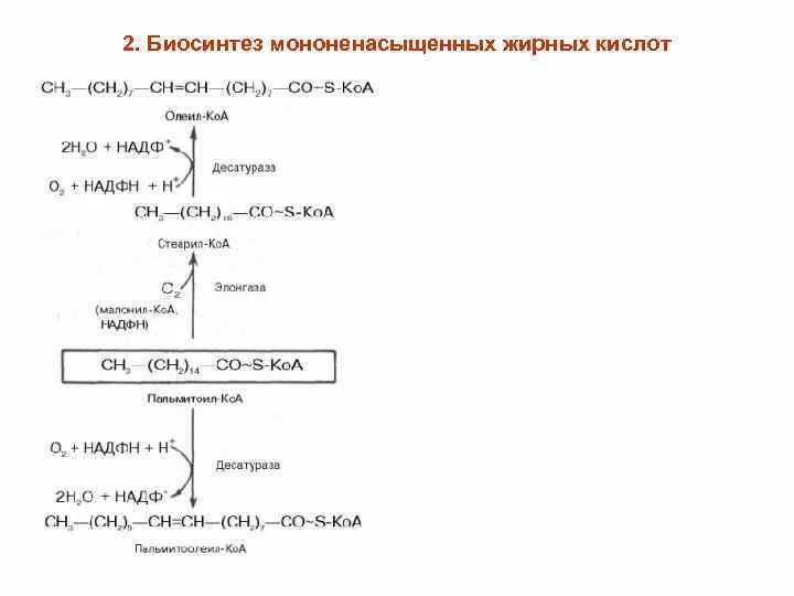 Синтез вжк. Биосинтез высших жирных кислот схема. Синтез ВЖК биохимия. Синтез высших жирных кислот биохимия реакции. Биосинтез жирных кислот биохимия реакции.