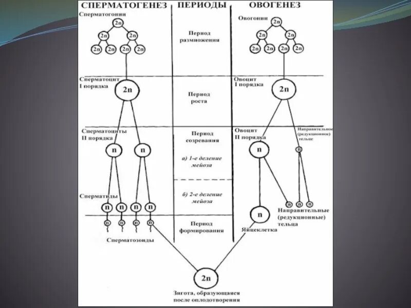 Схема сперматогенеза и овогенеза. Стадия размножения овогенеза и сперматогенез таблица. Периоды гаметогенеза таблица. Периоды сперматогенеза таблица. Б образуются направительные клетки