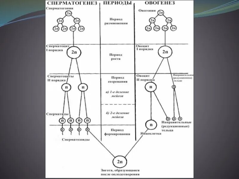 Б образуются направительные клетки. Схема сперматогенеза и овогенеза. Стадия размножения овогенеза и сперматогенез таблица. Периоды гаметогенеза таблица. Периоды сперматогенеза таблица.