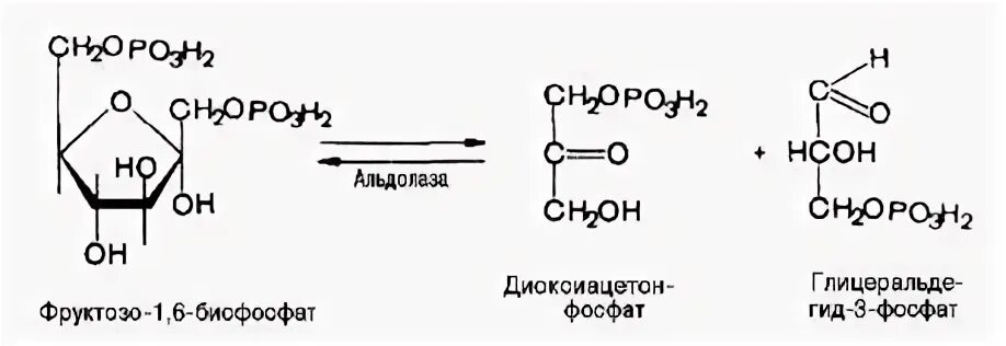 Фруктозо 1 6 бисфосфат