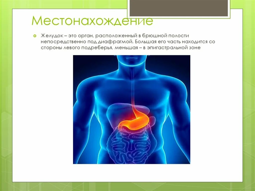 Расположена под диафрагмой в правом подреберье. Месторасположение желудка. Располагается под диафрагмой в левой. Желудок находится под диафрагмой. Под диафрагмой в левой части брюшной полости.