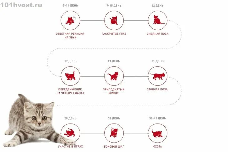 Котята по возрасту. Котенок 5 месяцев Размеры. Стадии развития котенка по неделям. Размер котенка в 1.5 месяца. Развитие котенка по месяцам до 1 года таблица.