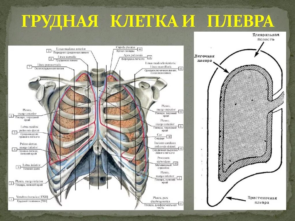 Анатомия плевральной полости грудной клетки. Анатомия грудной клетки человека с органами. Расположение органов грудной клетки вид сбоку.