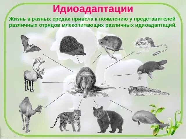 Выберите предложения в которых охарактеризованы идиоадаптации. Идиоадаптации млекопитающих. Идиоадаптация у животных. Идиоадаптация у растений. Примеры идиоадаптации у млекопитающих.