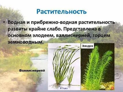 Название растений водной среды