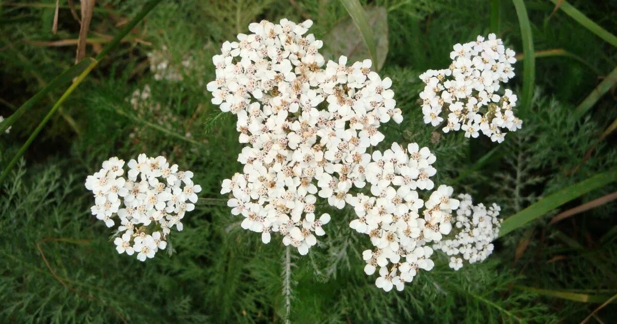 Тысячелистник Альпийский. Тысячелистник Парма. Зверобой тысячелистник.