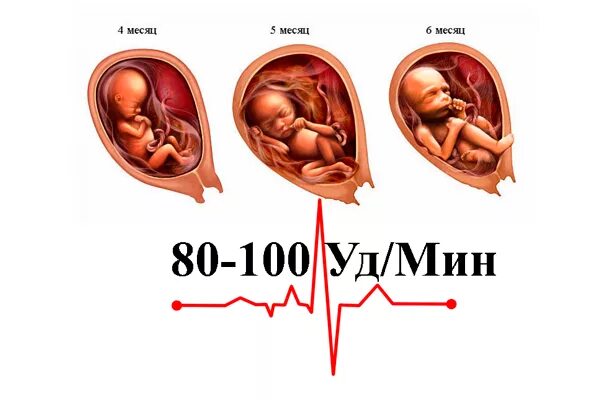 Пульс у беременной во 2 триместре. Норма пульса при беременности 1 триместр. Нормальный пульс у беременной женщины 2 триместр. Пульс при беременности 3 триместр. Пульс в 3 триместре