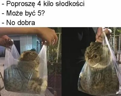 3 кота килограмм