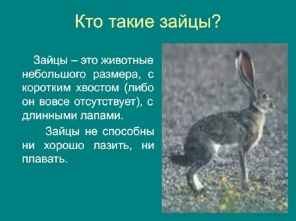 Кто же заяц
