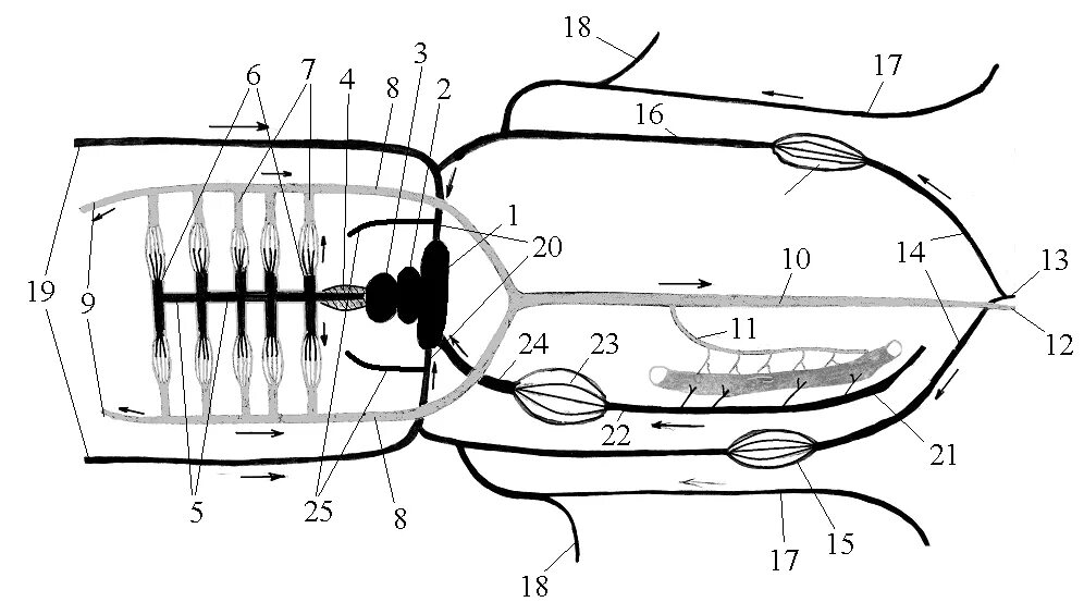 Dogfish Shark Circulatory Dogfish shark, Shark, Anatomy drawing