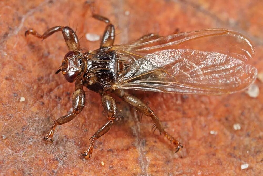 муха оленья кровососка. муха оленья кровососка. вша с крыльями. лосиная кровососка укус. вша с крыльями.