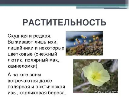 Полярный мак сообщение 4 класс