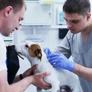 Вакцинация собак от клещей