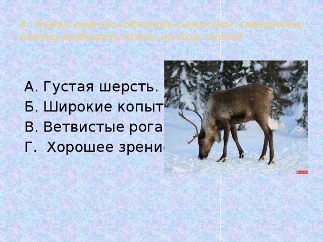 Северный олень приспособленность к среде. Северный олень добывает ягель из под снега. Приспособление Северного оленя. Какие приспособления к жизни Северный олень. Приспособление для добывания пищи олень.