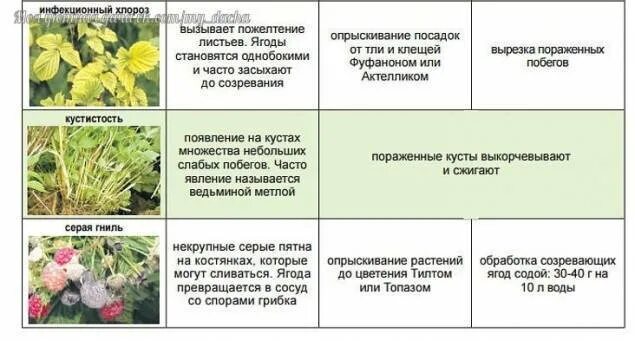 Чем опрыскать малину весной от вредителей. Схема обработки клубники от вредителей и болезней. заболевания и вредители малины с фото и описанием. болезни малины описание с фотографиями и способы. болезни и вредители малины описание.