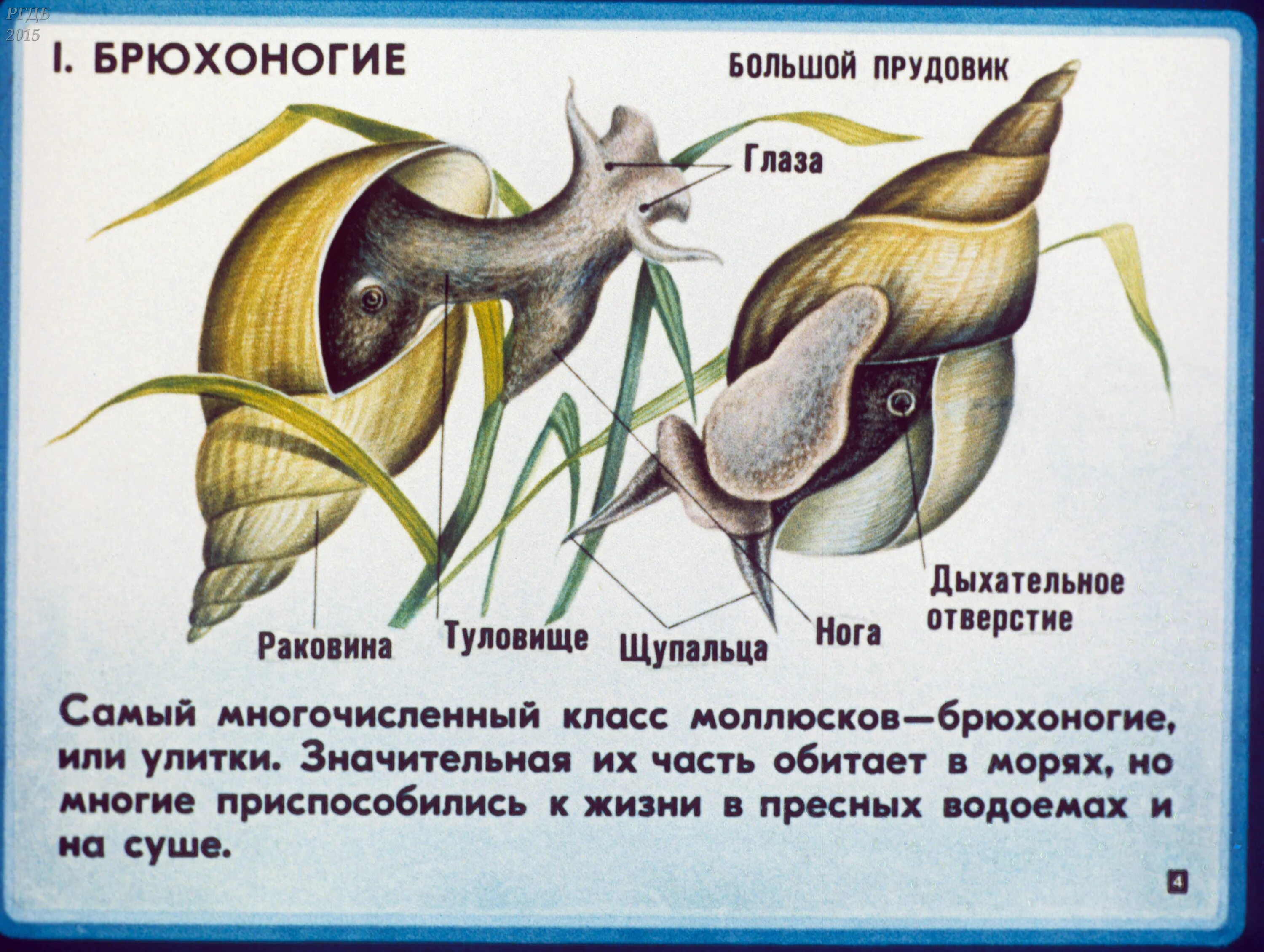 Размножение прудовика обыкновенного. Малый прудовик размножение. Улитка прудовик размножение. Улитка прудовик глаза. Прудовик среда обитания