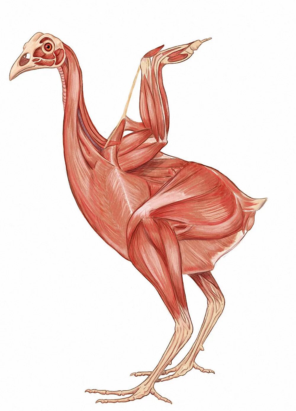 Мышечная система птиц строение. Мышцы курицы анатомия. Мышечное строение птицы. Летательные мышцы птиц. Мускулатура курицы строение.