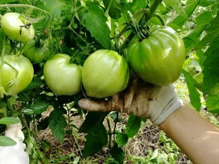 Томат данко характеристика и описание отзывы фото