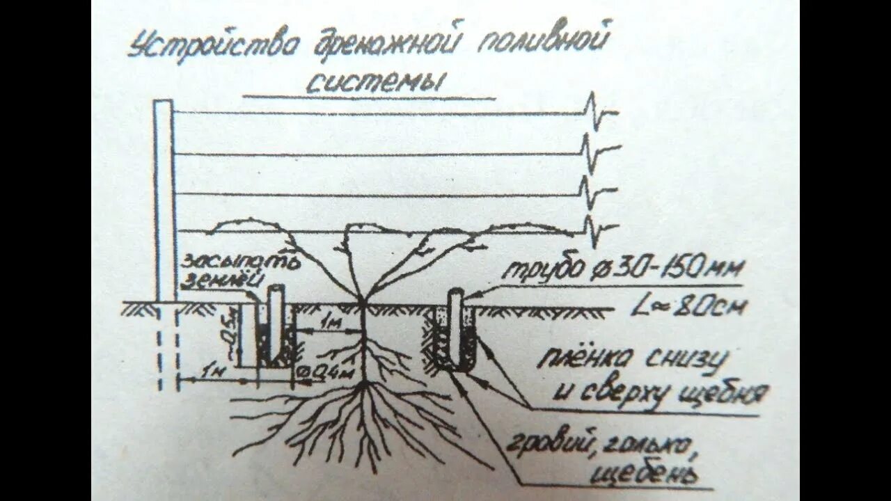 Выращивание винограда в средней. Дренажный полив винограда схема. Подземный капельный полив схема. Посадка однолетнего саженца винограда весной. Траншея для винограда схема.