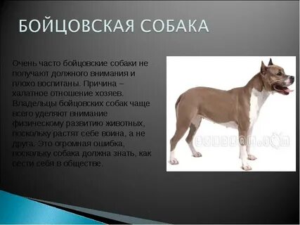 Собака бойцовской породы кроссворд 7