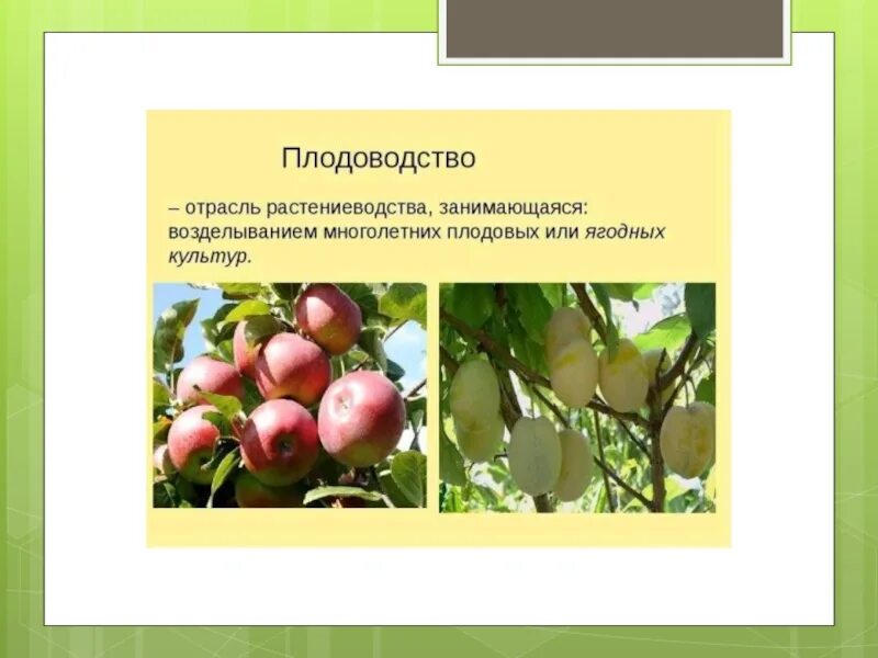 Презентация 4 класс растениеводство в нашем крае. Плодоводство в нашем крае. Плодоводство презентация. Плодоводство окружающий мир. Проект Плодоводство.