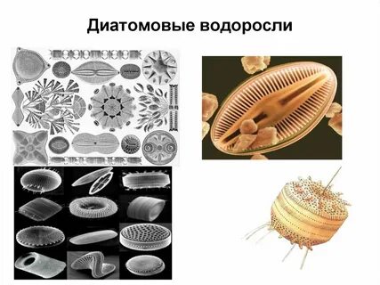 Виды диатомовых водорослей