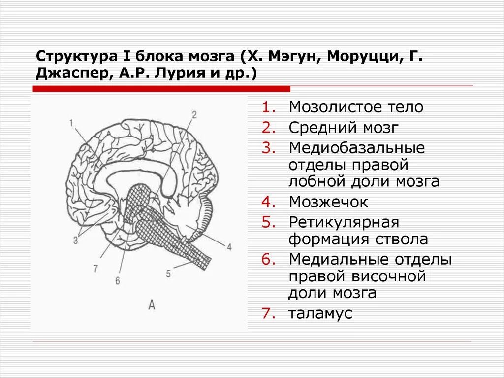 Нарушения блоков мозга. 1 Функциональный блок мозга Лурия. Функциональные блоки мозга по а.р Лурия. Строение блоков мозга по Лурия. Строение 1 блока мозга по Лурия.