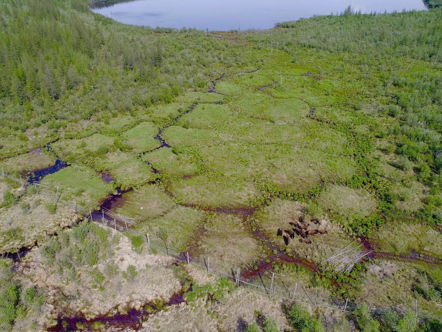 Загрязнение нефтью лесов. Почва тайги и тундры. Биом тундры. Тундра западно-сибирской равнины. Тундра магаданской области.