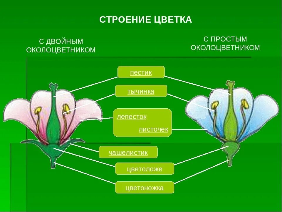 Примеры простых цветков. Околоцветник это в биологии 6. Строение цветков с двойным и простым околоцветником. Обоеполый цветок с двойным околоцветником. Околоцветник схема венчик и.