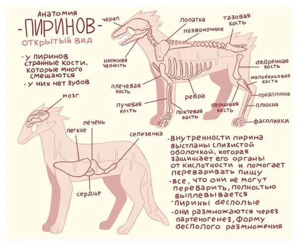 Пирин вид животных. Пирин лайн. Адопты Пиринов. Перины вид существа. Части лайн