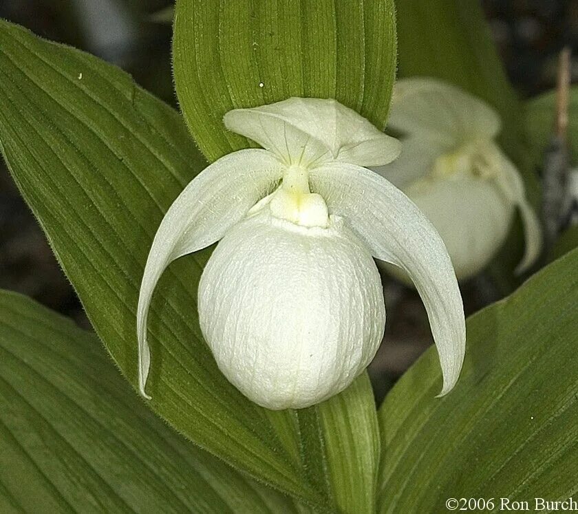 Венерин башмачок цветок. Венерин башмачок настоящий. Белый башмачок. Белый башмачок. Садовая орхидея венерин башмачок.