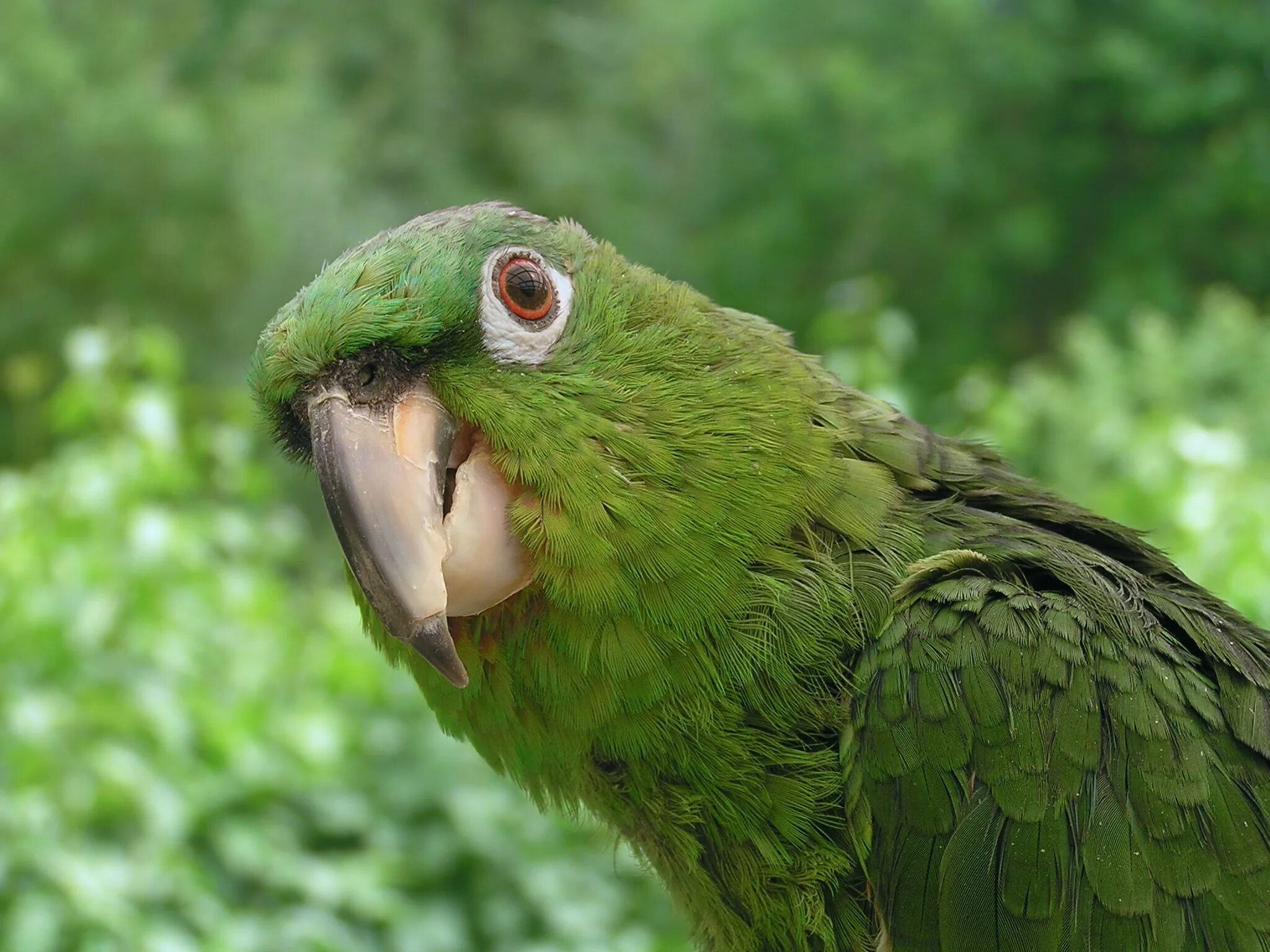 Фото зеленых птиц. Попугай Грин. Желтоуздечный Амазон. Попугай Грин ожереловый. Зеленый попугай Сочи.