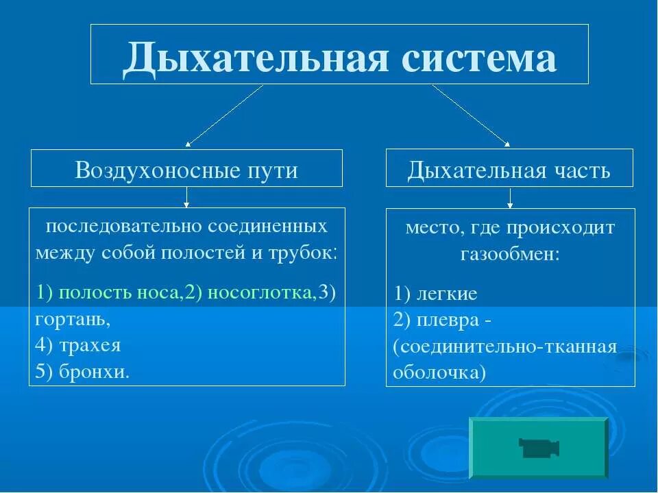 Воздухоносную функцию выполняет. Строение воздухоносных путей таблица. Органы дыхательной системы таблица. Воздухоносные пути дыхательной системы. Воздухоносные пути функции таблица.