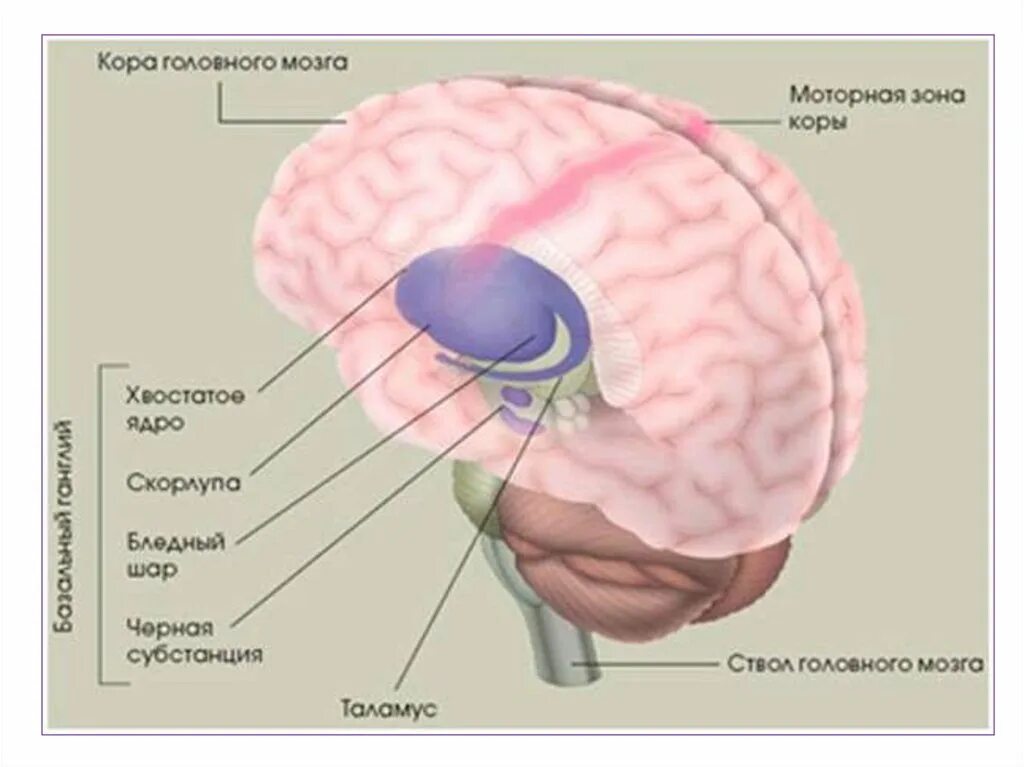 Подкорковые поражения мозга. Строение подкорковых структур мозга. Бледный шар скорлупа хвостатое ядро. Анатомия подкорковых структур головного мозга.